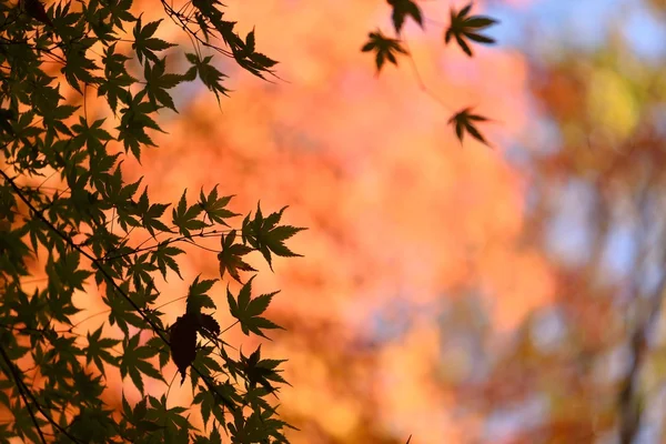 Japonya'da sonbahar renk — Stok fotoğraf