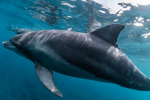 Delfín Mular Del Océano Índico — Foto de Stock