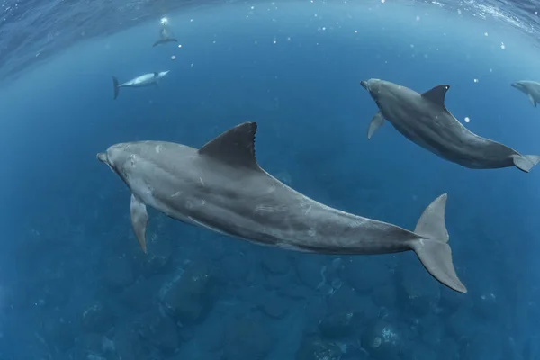 インド洋 Bottleose Dolphin — ストック写真