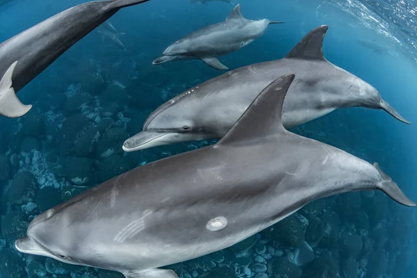 Дельфін Індійському Океані — стокове фото
