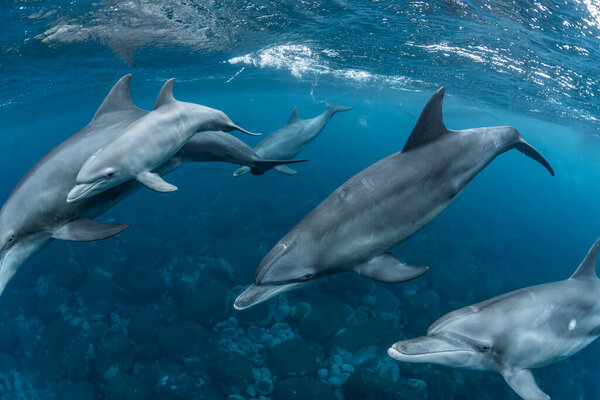 Indian Ocean Bottlenose Dolphin