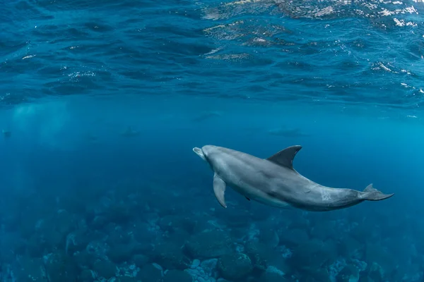 インド洋 Bottleose Dolphin — ストック写真