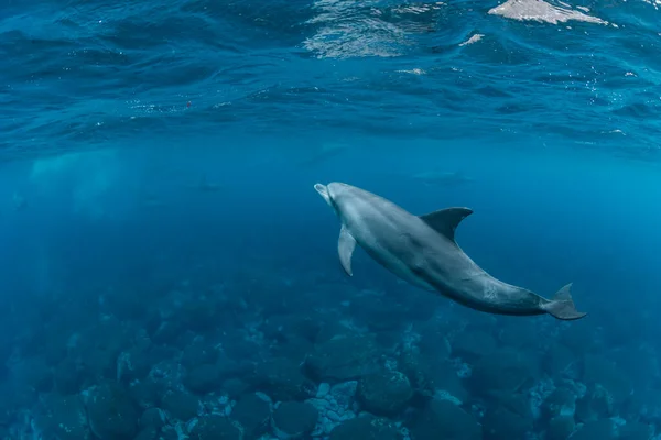 インド洋 Bottleose Dolphin — ストック写真