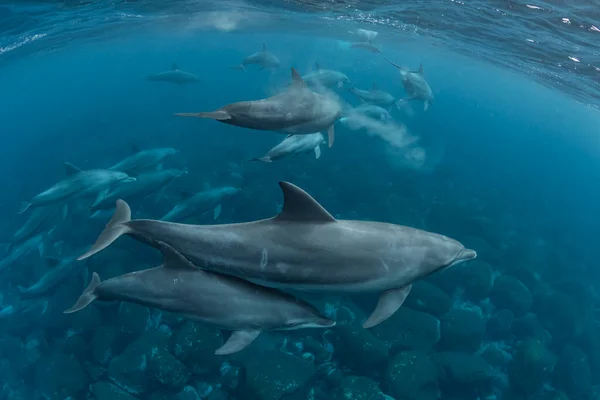 インド洋 Bottleose Dolphin — ストック写真