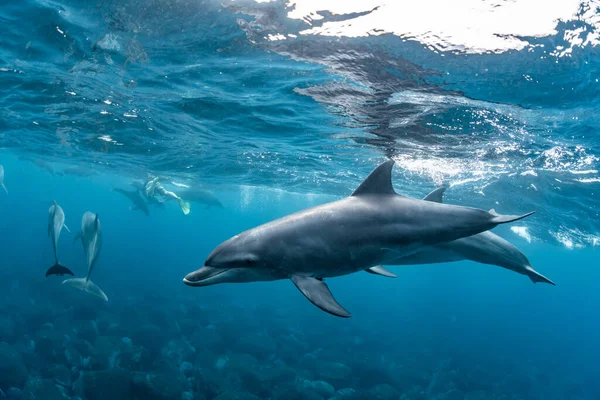 Delfín Mular Del Océano Índico — Foto de Stock