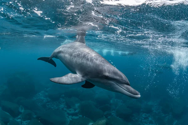 Delfín Mular Del Océano Índico —  Fotos de Stock
