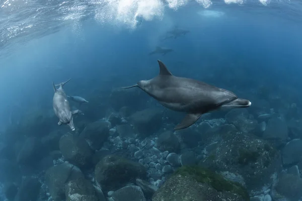 Indiai Óceáni Palackos Delfin — Stock Fotó