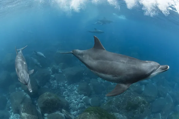 Indiai Óceáni Palackos Delfin — Stock Fotó