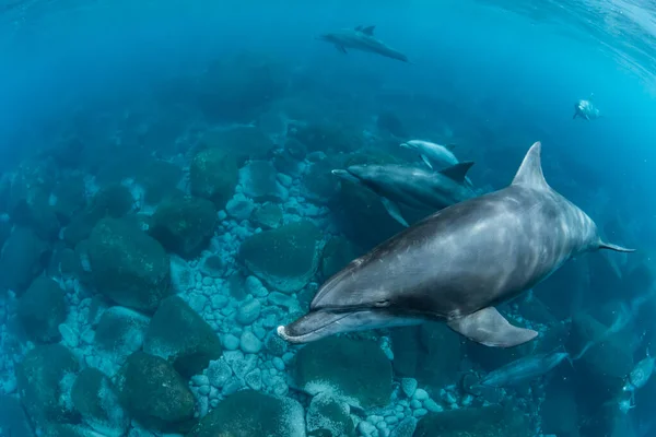 Дельфін Індійському Океані — стокове фото