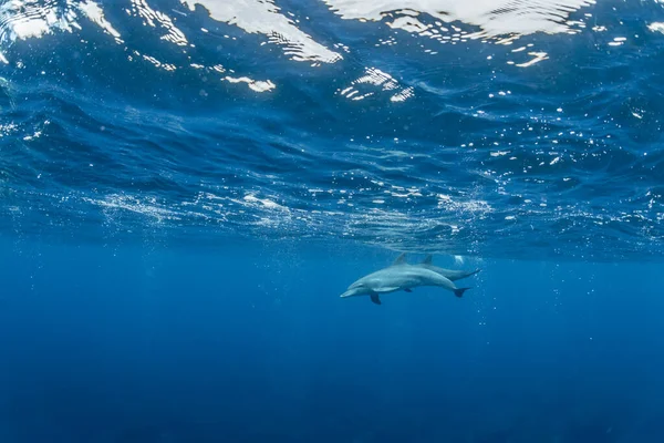 Indiai Óceáni Palackos Delfin — Stock Fotó