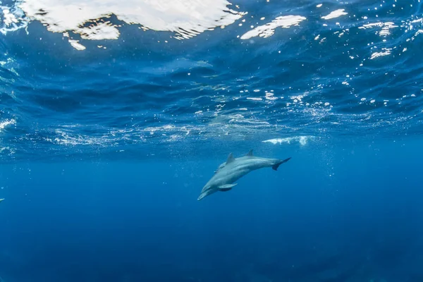 Hint Okyanusu Şişe Burunlu Yunus — Stok fotoğraf
