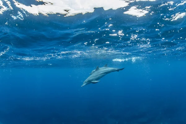 Индийский Дельфин Бутылочник — стоковое фото