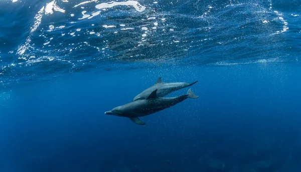 Delfín Mular Del Océano Índico —  Fotos de Stock