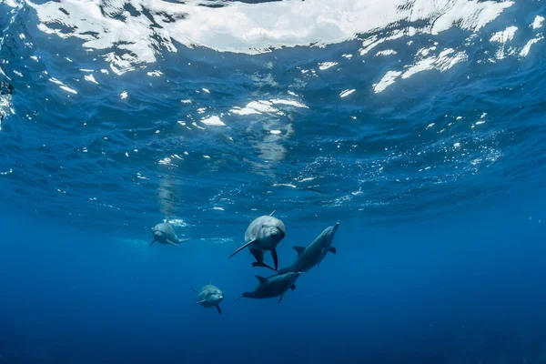 Delfin Oceanu Indyjskiego — Zdjęcie stockowe