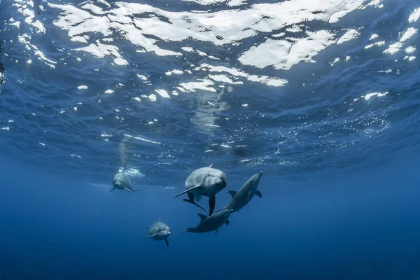 Delfín Mular Del Océano Índico — Foto de Stock