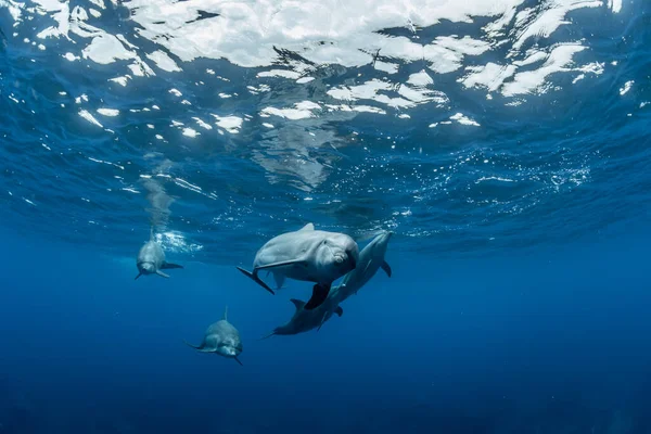 Delfín Mular Del Océano Índico — Foto de Stock