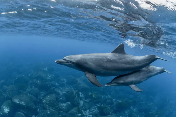 Indiai Óceáni Palackos Delfin — Stock Fotó