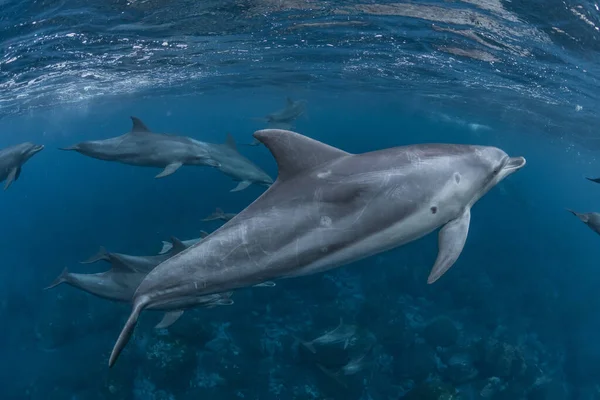 Indiai Óceáni Palackos Delfin — Stock Fotó