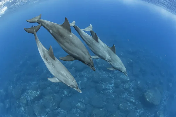 Delfín Mular Del Océano Índico — Foto de Stock