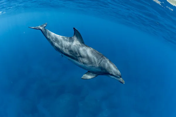 インド洋 Bottleose Dolphin — ストック写真