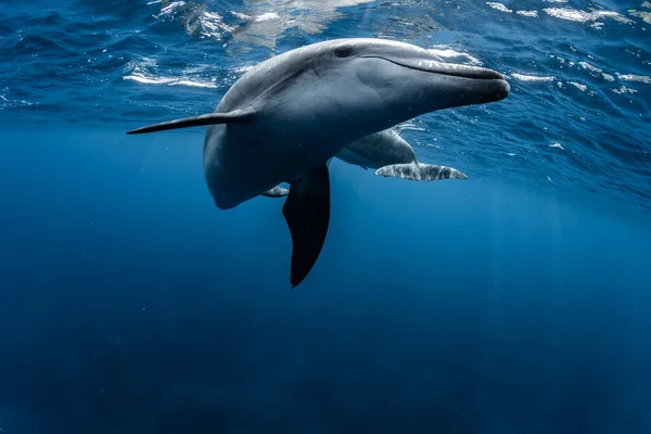 Dauphin Bottlenose Océan Indien — Photo