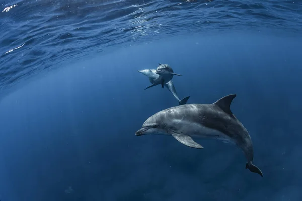 Indiai Óceáni Palackos Delfin — Stock Fotó