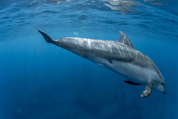 インド洋 Bottleose Dolphin — ストック写真