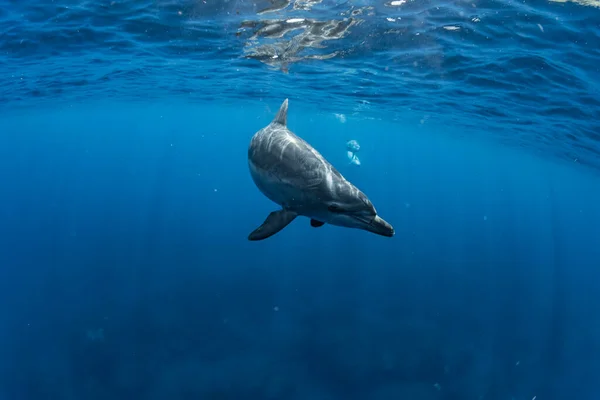 Delfin Oceanu Indyjskiego — Zdjęcie stockowe