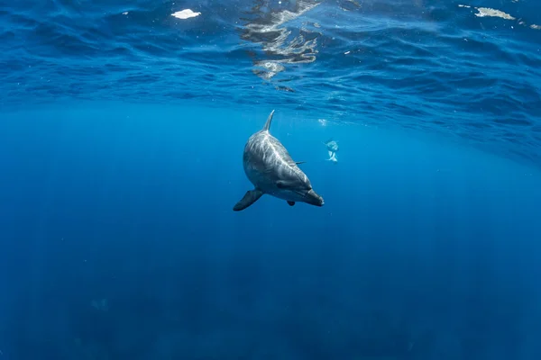 Indiai Óceáni Palackos Delfin — Stock Fotó