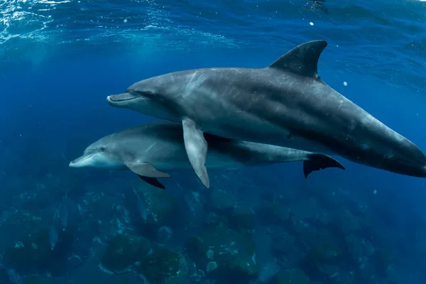 Δελφίνι Ινδικού Ωκεανού — Φωτογραφία Αρχείου