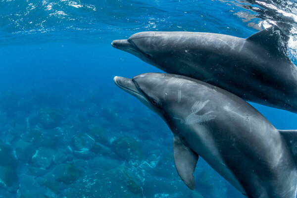 Indian Ocean Bottlenose Dolphin