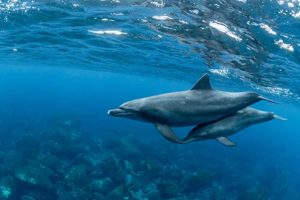 Indiai Óceáni Palackos Delfin — Stock Fotó