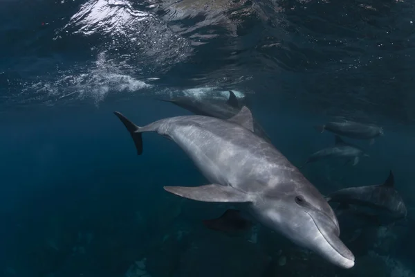 Indiai Óceáni Palackos Delfin — Stock Fotó