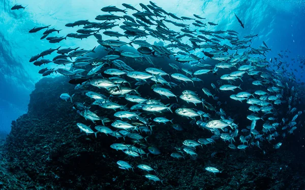 Szkoła Bigeye Trevally — Zdjęcie stockowe