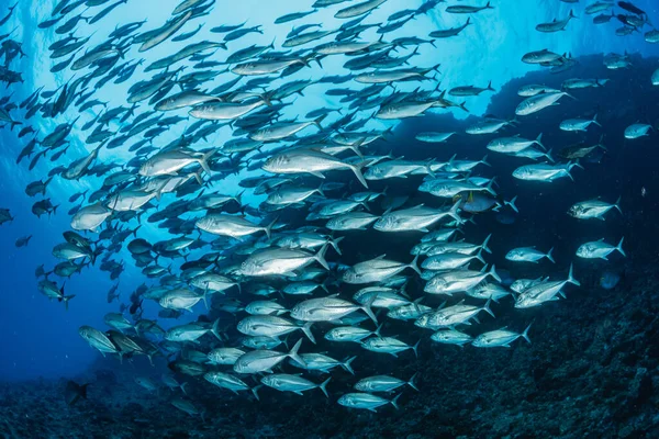 Koca Göz Trevally Nin Okulu — Stok fotoğraf