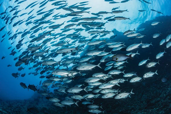 Szkoła Bigeye Trevally — Zdjęcie stockowe