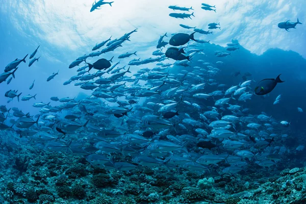 Koca Göz Trevally Nin Okulu — Stok fotoğraf