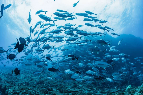 Szkoła Bigeye Trevally — Zdjęcie stockowe