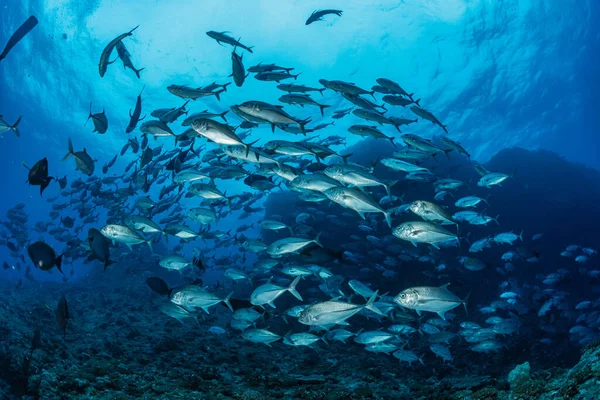 Eine Schule Von Bigeye Trevally — Stockfoto