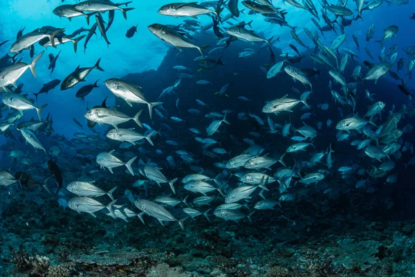 Szkoła Bigeye Trevally — Zdjęcie stockowe