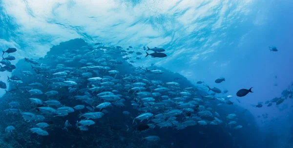 Ένα Σχολείο Του Bigeye Trevally — Φωτογραφία Αρχείου