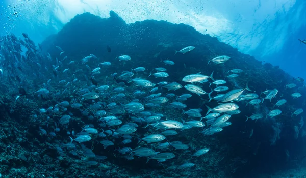 Szkoła Bigeye Trevally — Zdjęcie stockowe