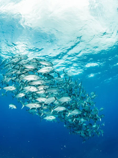 Ένα Σχολείο Του Bigeye Trevally — Φωτογραφία Αρχείου