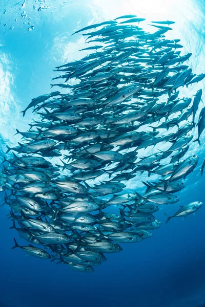 Une École Bigeye Trevally — Photo