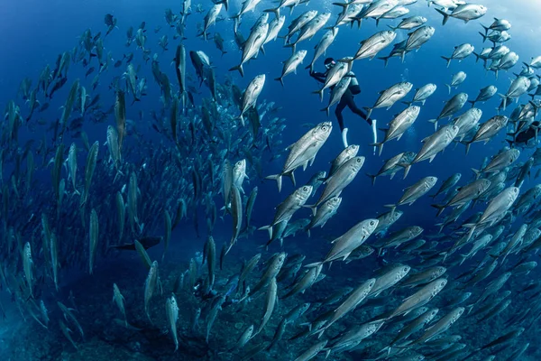 Une École Bigeye Trevally — Photo