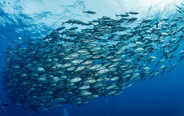 Ένα Σχολείο Του Bigeye Trevally — Φωτογραφία Αρχείου