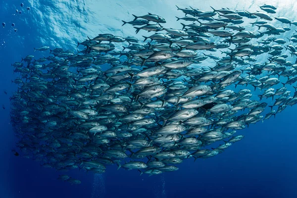 Szkoła Bigeye Trevally — Zdjęcie stockowe