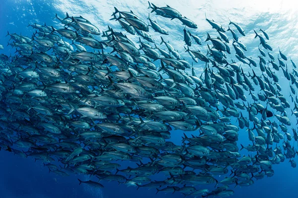 Une École Bigeye Trevally — Photo