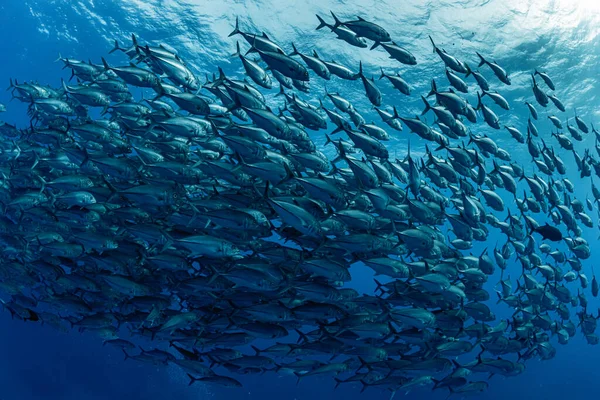 Ένα Σχολείο Του Bigeye Trevally — Φωτογραφία Αρχείου