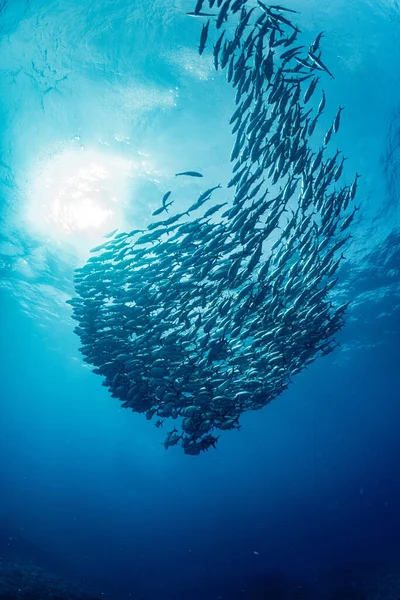 Szkoła Bigeye Trevally — Zdjęcie stockowe